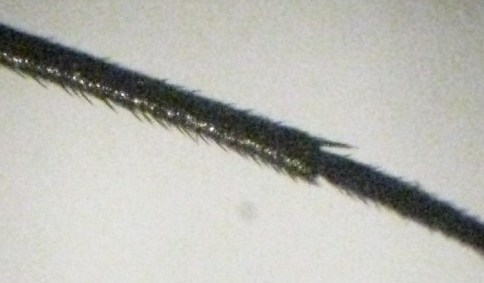 Moschina ematofaga